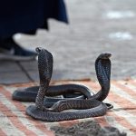 Интересные факты о кобрах