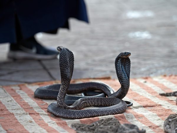 Цікаві факти про кобр