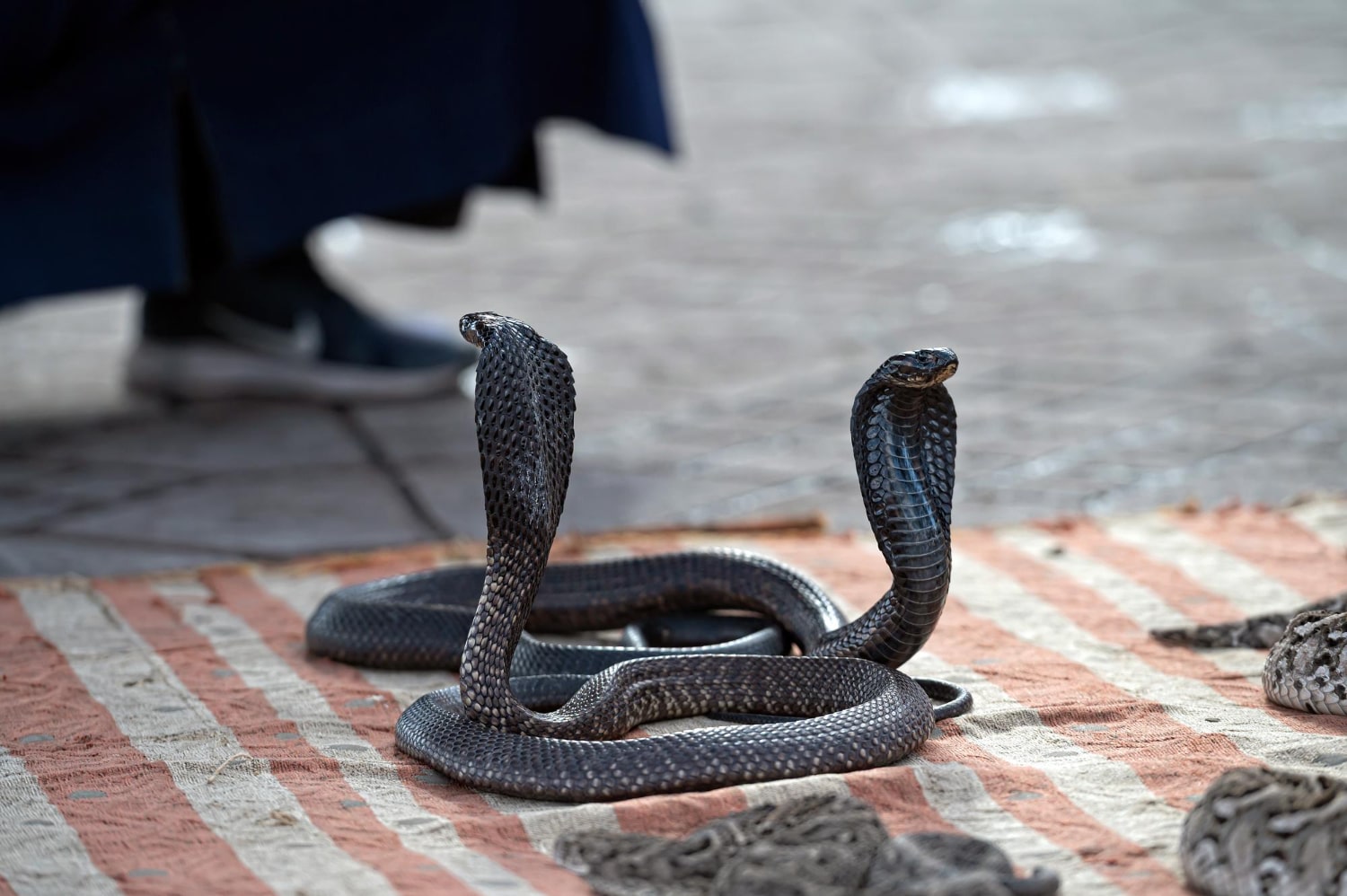 Interesting Facts About Cobras