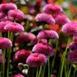 Түймедақтар туралы қызықты деректер