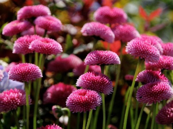 Цікаві факти про маргаритки