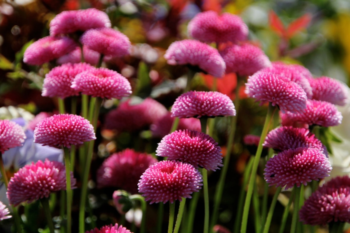 Интересные факты о маргаритках