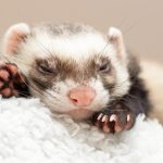 Interesting Facts About Ferrets