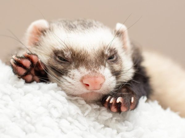 Құндыздар туралы қызықты деректер