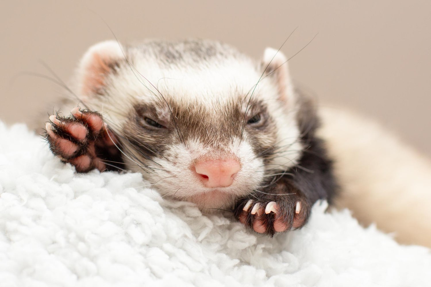 Interesting Facts About Ferrets