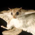 Ұшқыш тиіндер туралы қызықты деректер