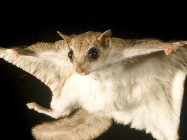 Цікаві факти про білок-летяг
