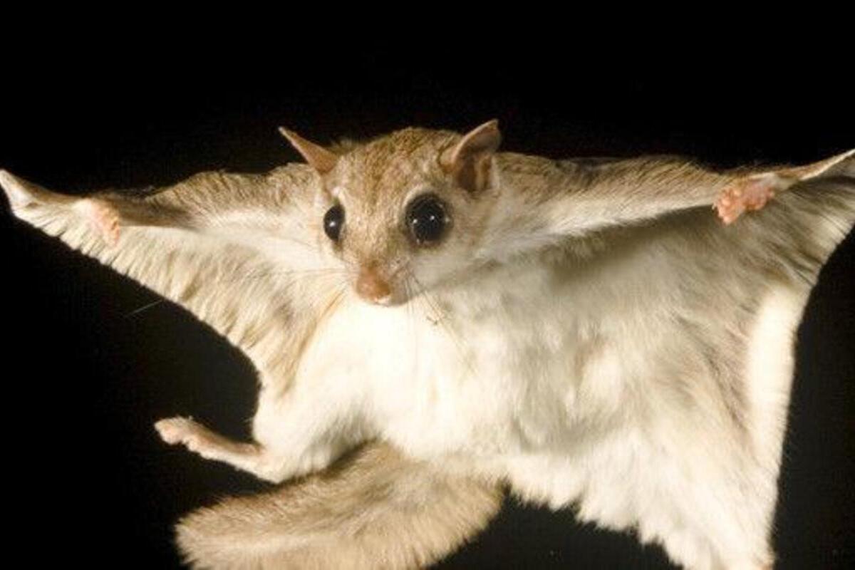 Ұшқыш тиіндер туралы қызықты деректер