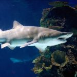 Interesting Facts About Thresher Sharks