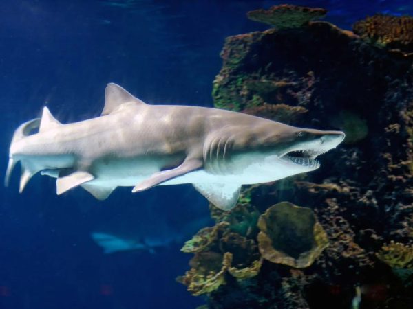 Цікаві факти про акул-лисиць