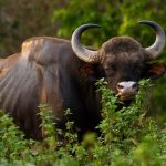 Ciekawostki o bykach gaurach