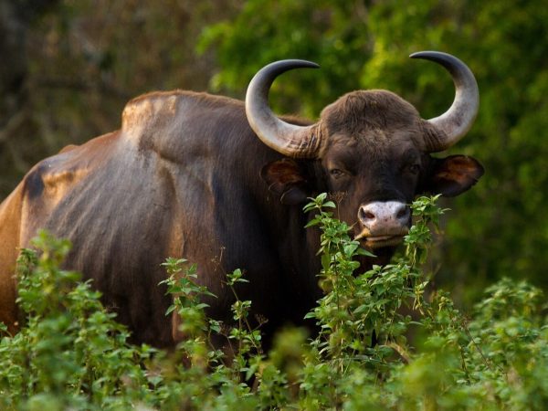 Ciekawostki o bykach gaurach