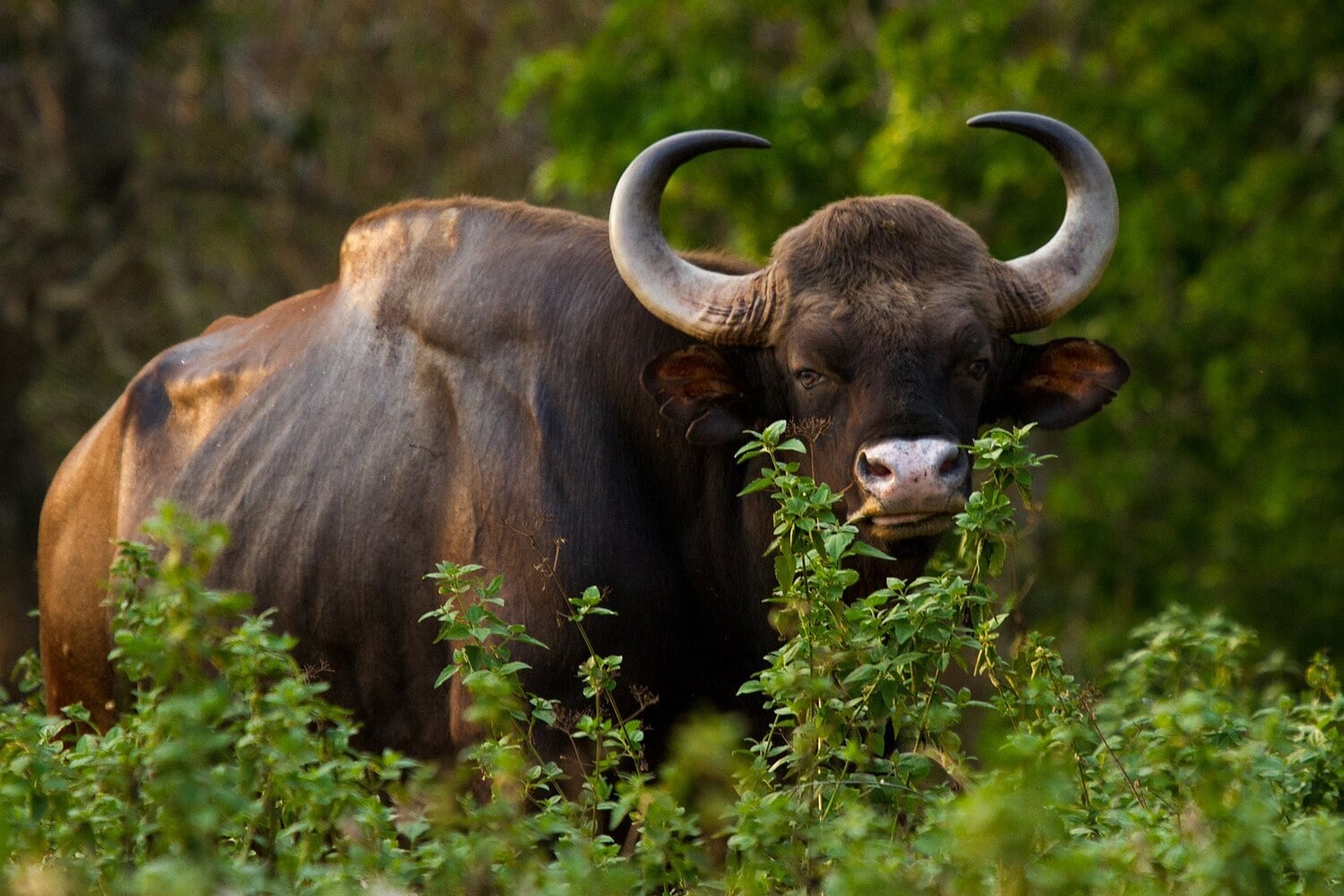 Ciekawostki o bykach gaurach