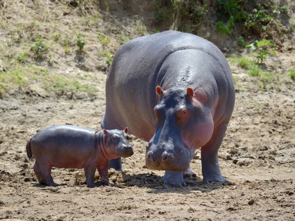 Interesting Facts About Hippos