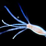 Ciekawostki o hydrach