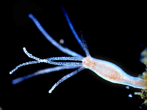 Ciekawostki o hydrach