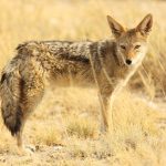 Цікаві факти про шакалів