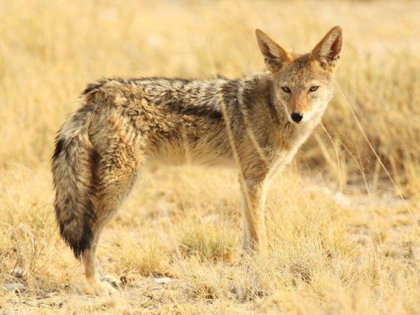 Цікаві факти про шакалів