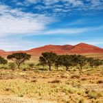 Interesting Facts About the Kalahari