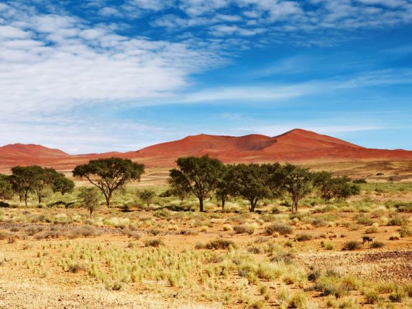 Калахари туралы қызықты деректер