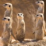 Ciekawostki o surykatach