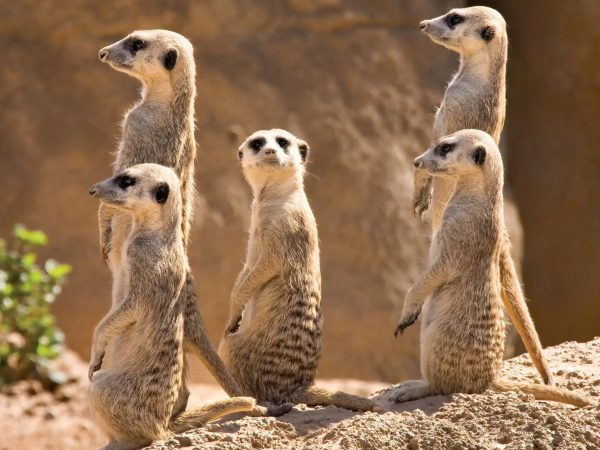 Цікаві факти про сурикатів