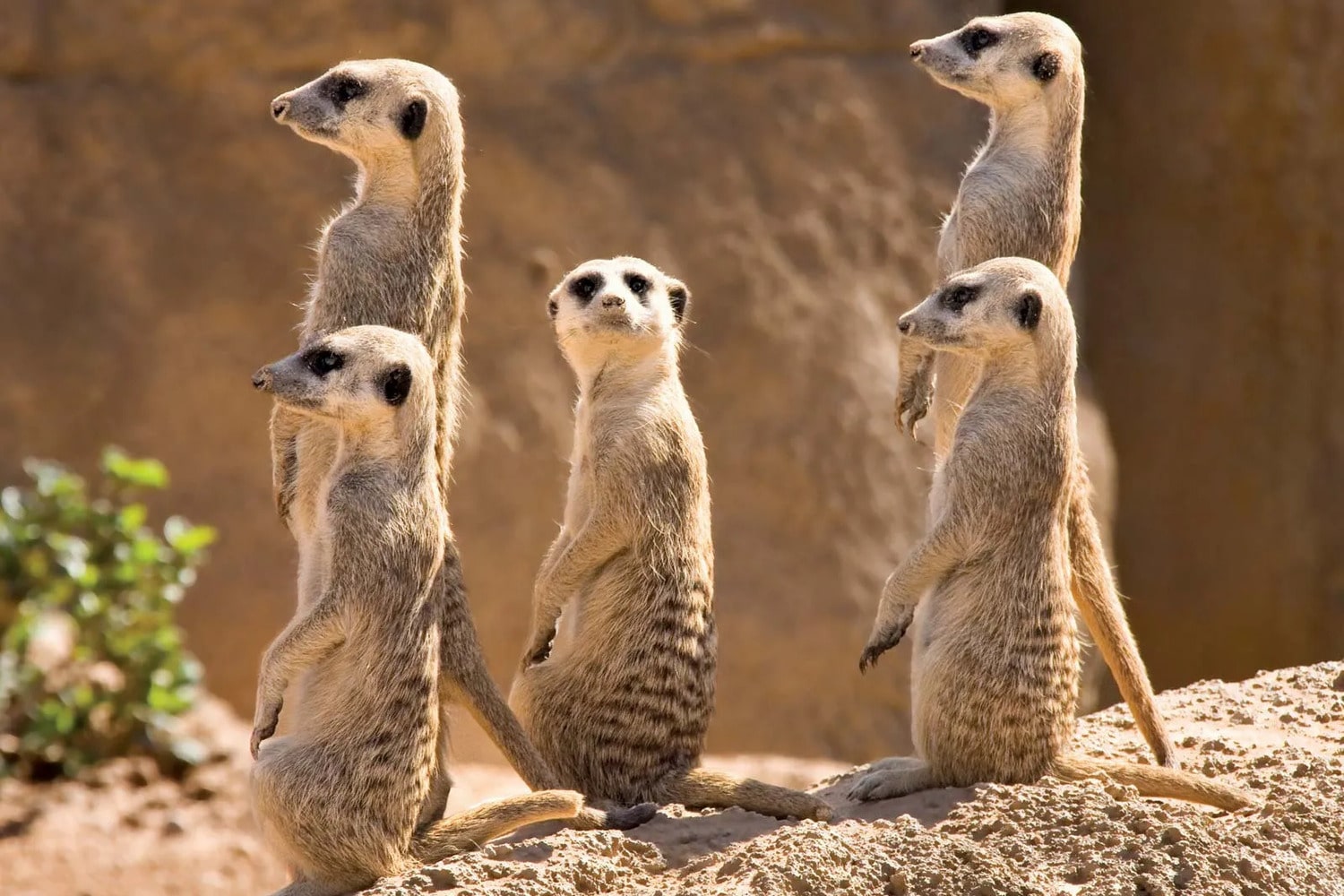 Интересные факты о сурикатах