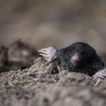 Ciekawostki o kretach