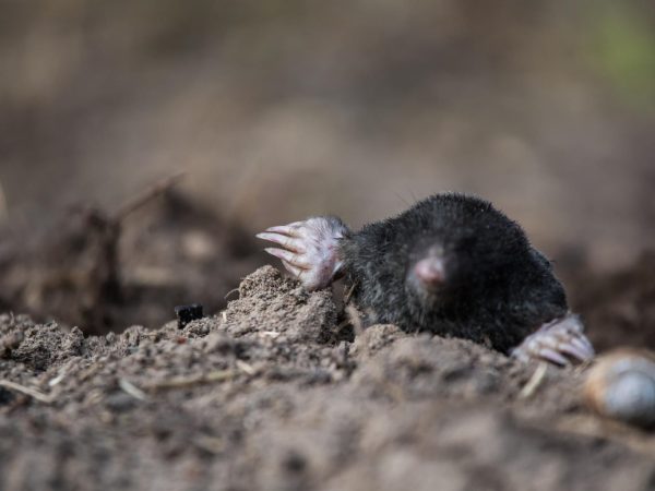 Ciekawostki o kretach