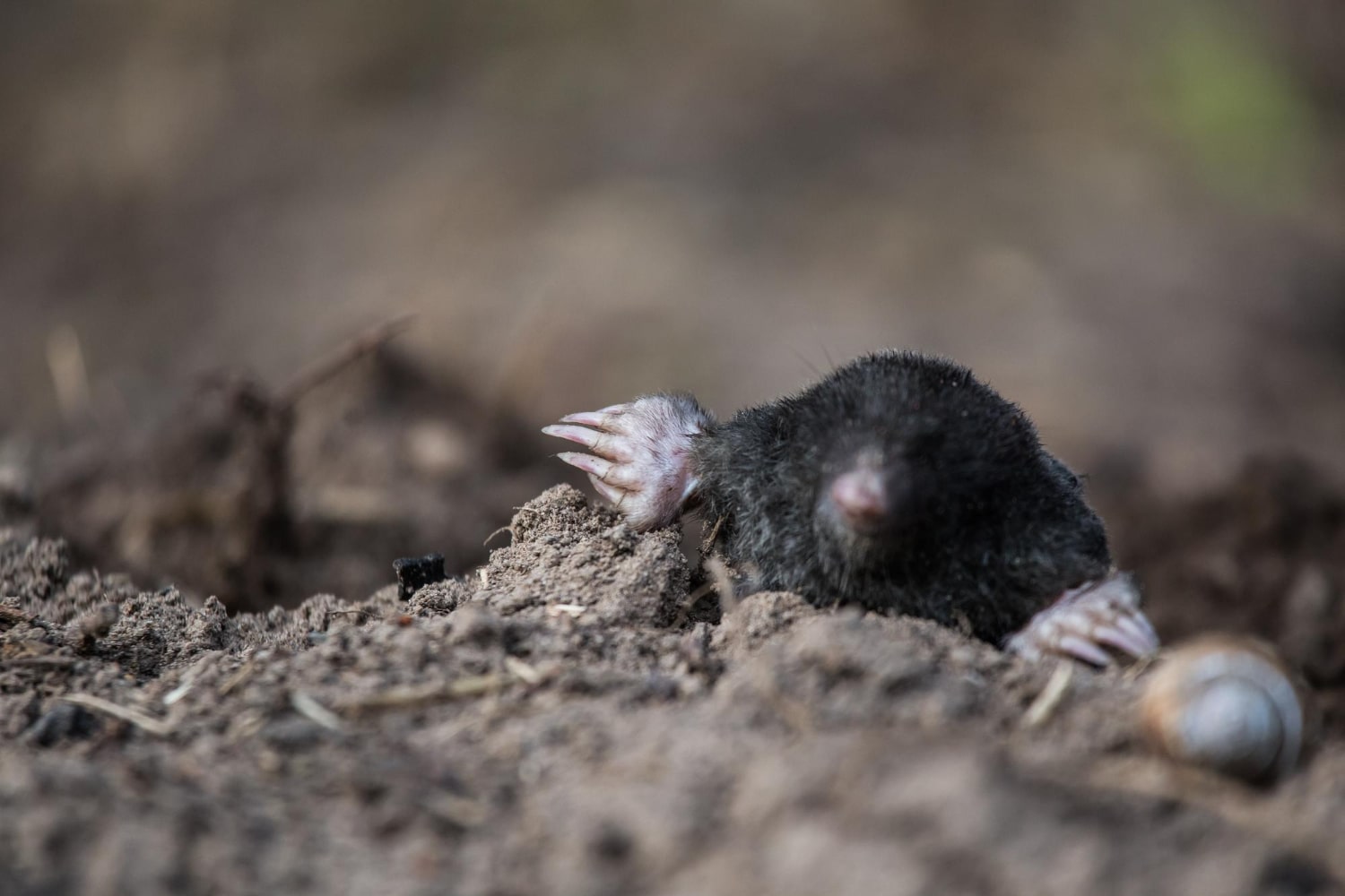 Интересные факты о кротах