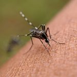 Цікаві факти про комарів