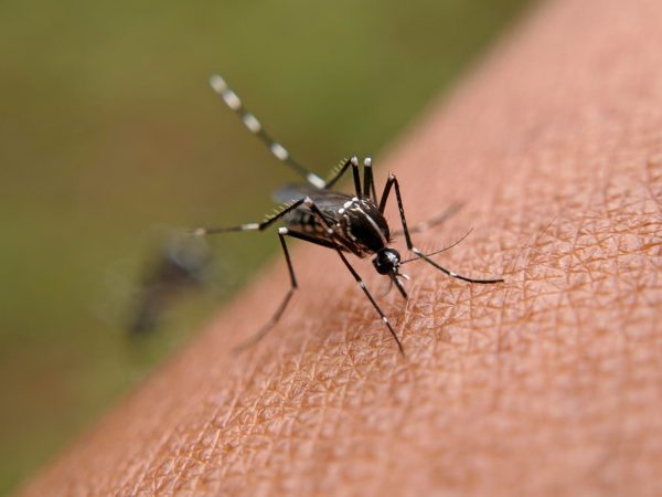 Цікаві факти про комарів