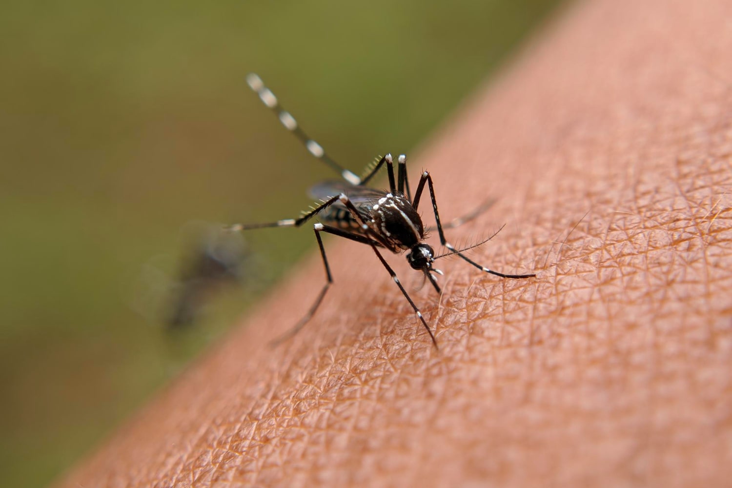 Цікаві факти про комарів