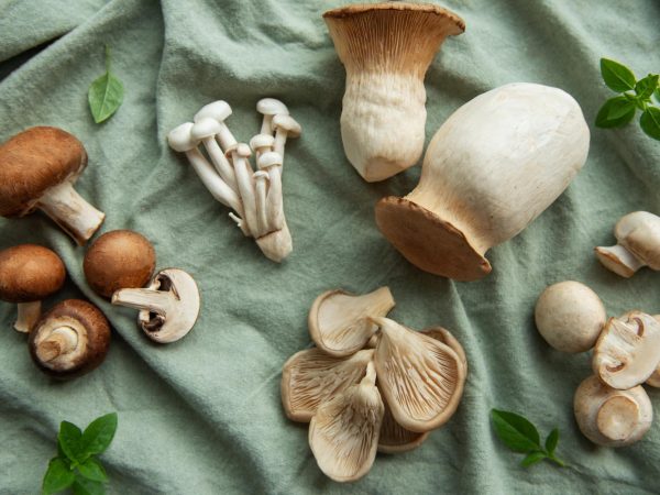 Цікаві факти про гриби