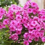 Цікаві факти про флокси