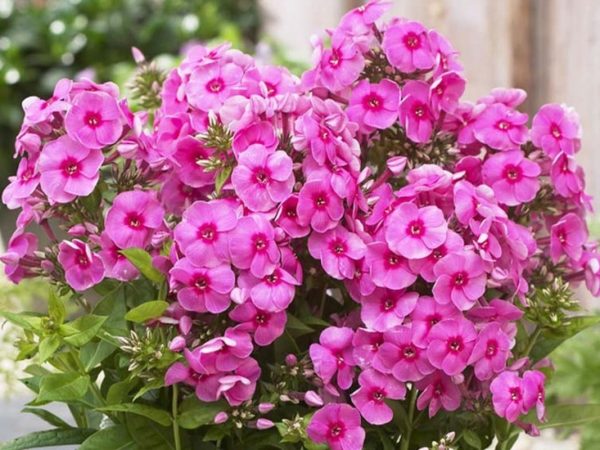 Цікаві факти про флокси