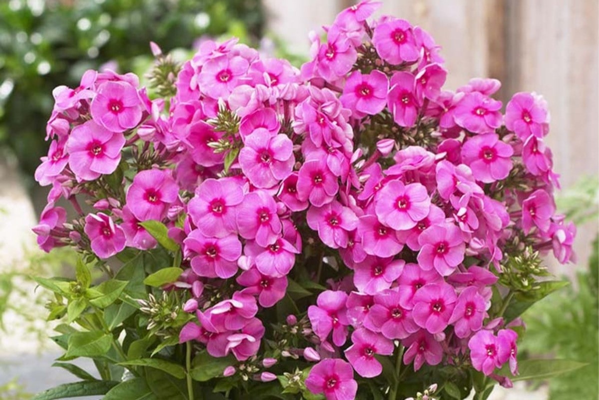 Флокстар туралы қызықты деректер