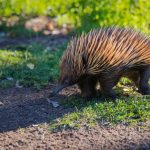 Интересные факты о дикобразах
