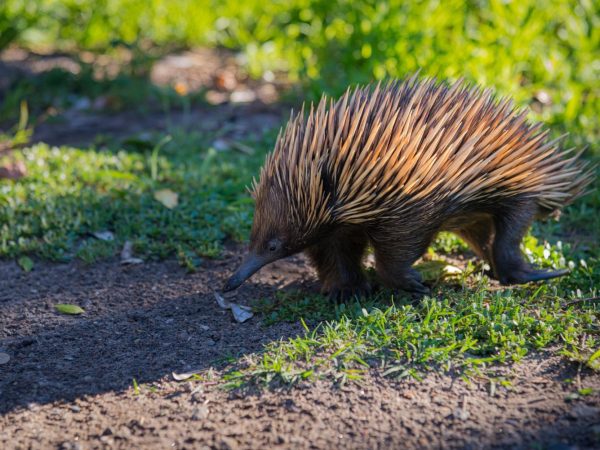 Цікаві факти про дикобразів