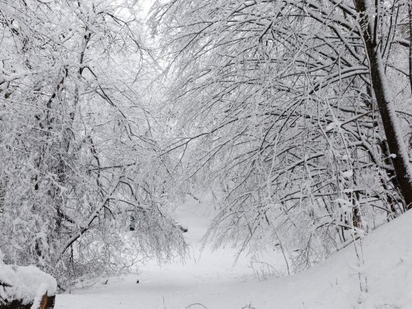 Цікаві факти про снігопади