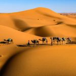 Interesting Facts About the Thar