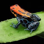 Interesting Facts About Tree Climbers