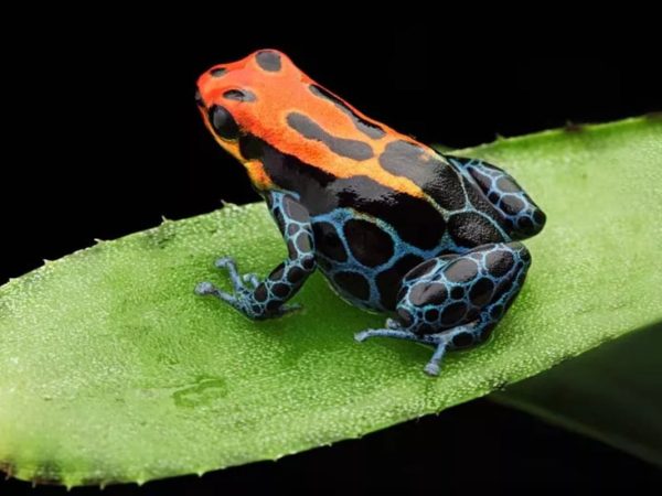 Цікаві факти про дереволазів