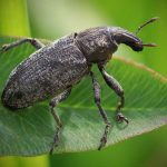 Цікаві факти про довгоносиків