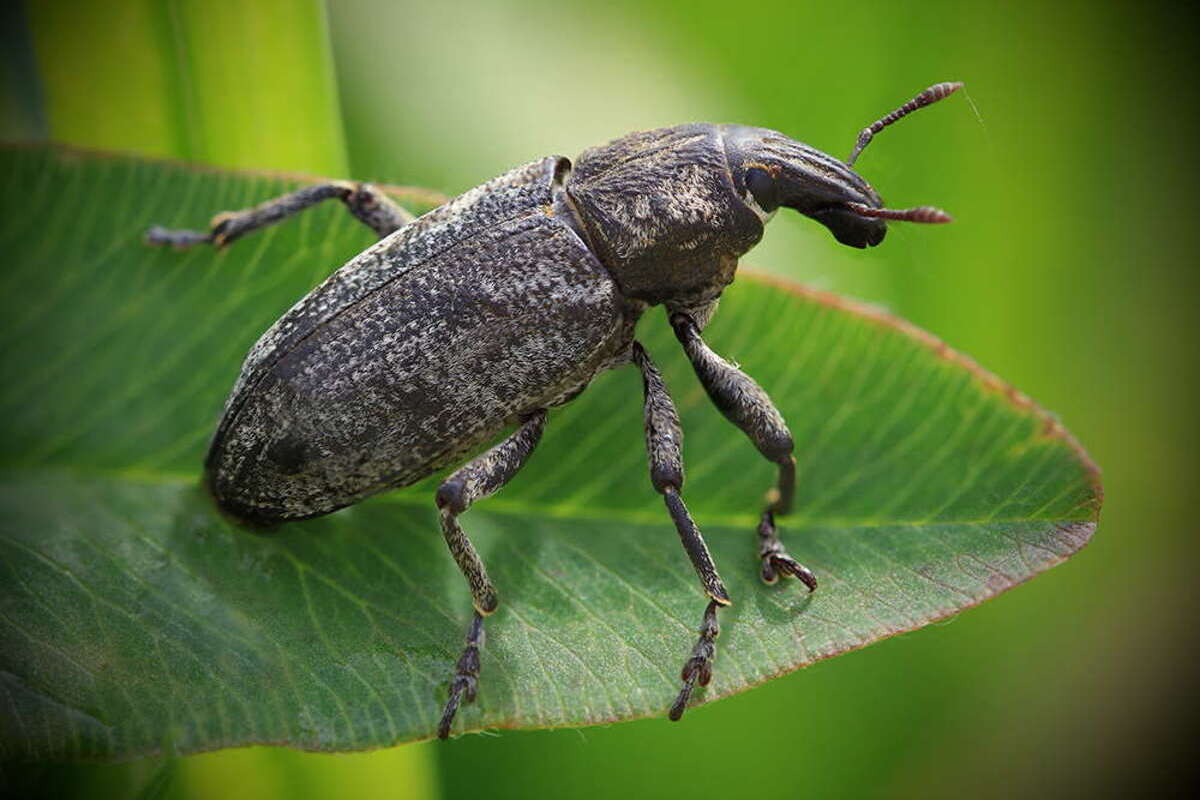 Цікаві факти про довгоносиків