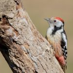 Тоқылдақтар туралы қызықты деректер