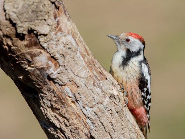 Цікаві факти про дятлів