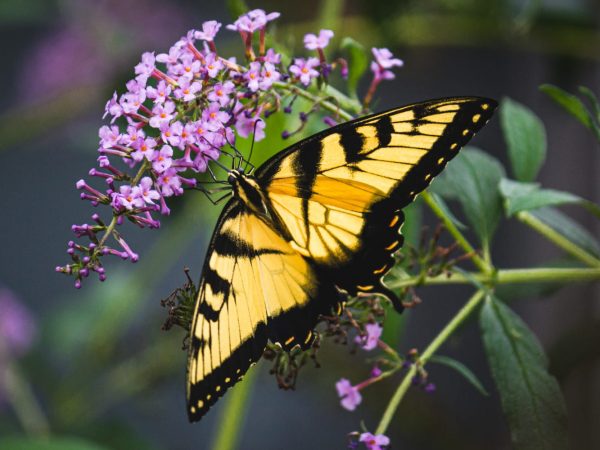 Interesting Facts About Butterflies