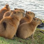 Капибаралар туралы қызықты деректер