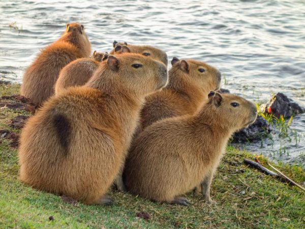 Цікаві факти про капібар